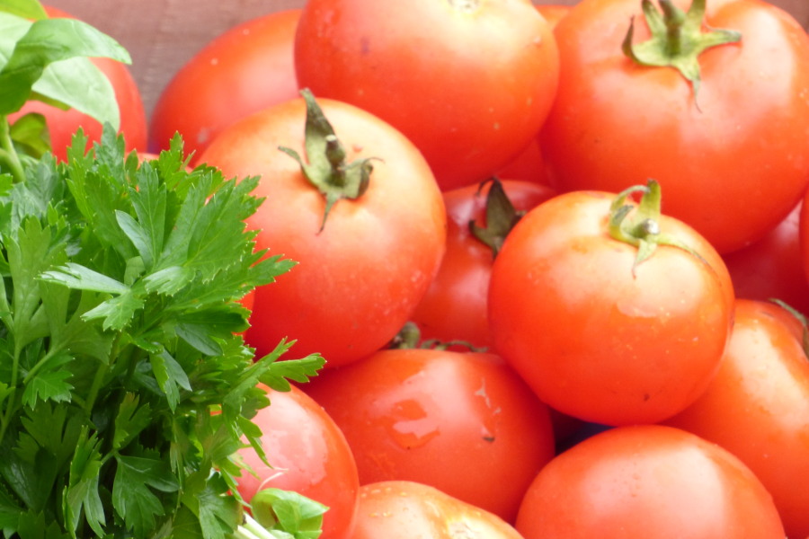 Tomates et persil légumes bio du Loiret pour la cuisine de l'hôtel la Tonnellerie