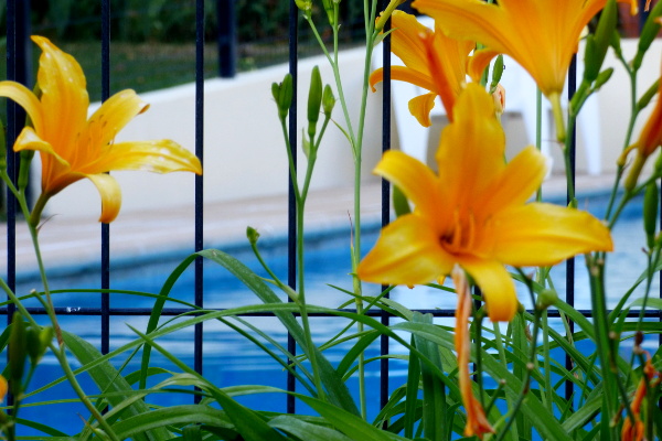 fleurs devant la piscine de l'hôtel la Tonnellerie à Tavers dans le Val de Loire