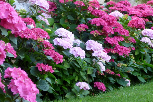 hortensias en fleurs dans le jardin de l'hôtel la Tonnellerie entre Orléans et Blois