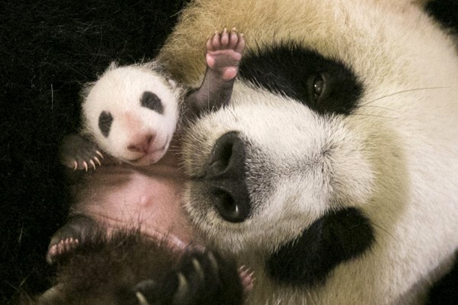 bébé panda et sa maman au zoo parc de beauval