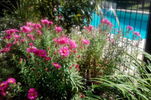 Fleurs devant la piscine de l'hotel la tonnellerie de Tavers près de Beaugency