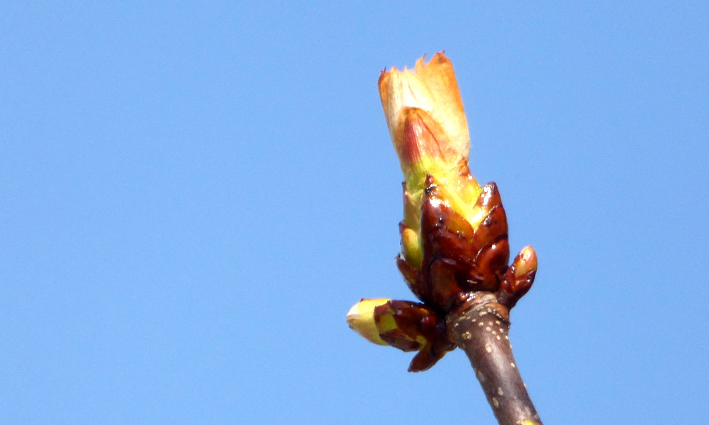 Le printemps est arrivé!