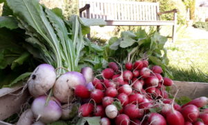 Légumes bio d'Eric Duriez dans le jardin de l'hôtel la Tonnellerie de Tavers entre Orléans et Blois