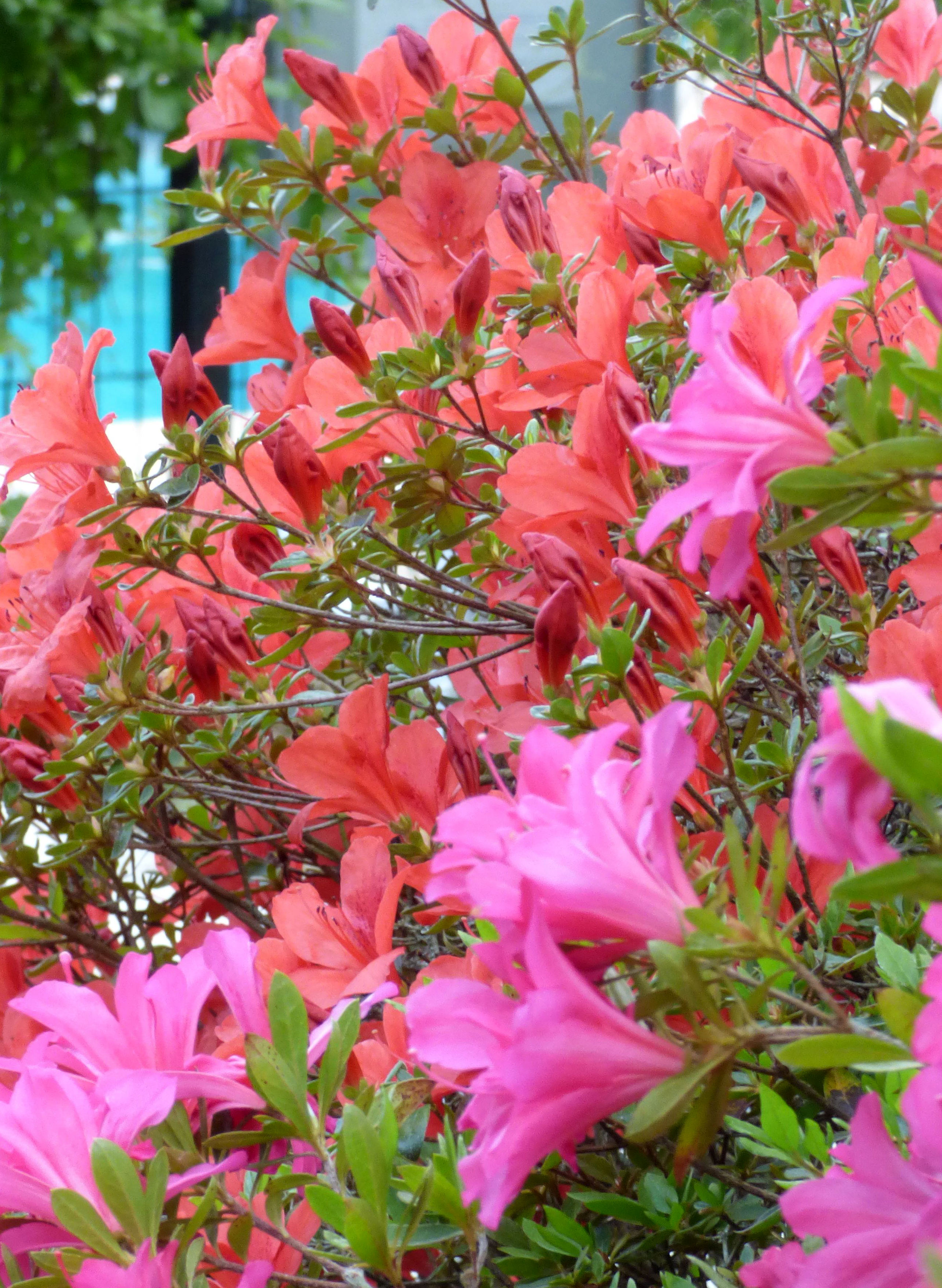 arbustes en fleurs auprès de la piscine de l'hotel la Tonnellerie de Tavers dans le Ve