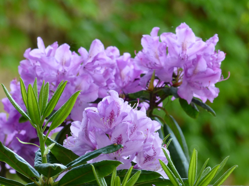 rhododendron dans les jardins de l'hotel la Tonnellerie près des chateaux de la Loire