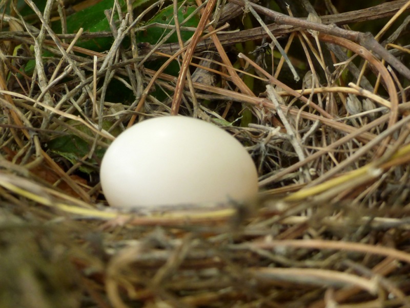 Oeuf d'oiseau dans la vigne vierge de l'hotel la tonnellerie dans le Val de Loire