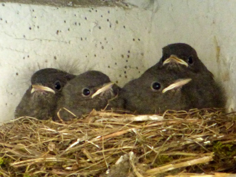 nid d'oiseaux dans la propriété de l'hotel la Tonnellerie entre Orléans et Blois