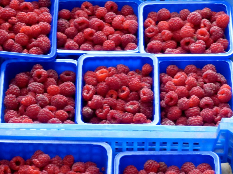 Framboise utilisées dans les confitures de l'hotel ecolabel la Tonnellerie près du Chateau de Chambord