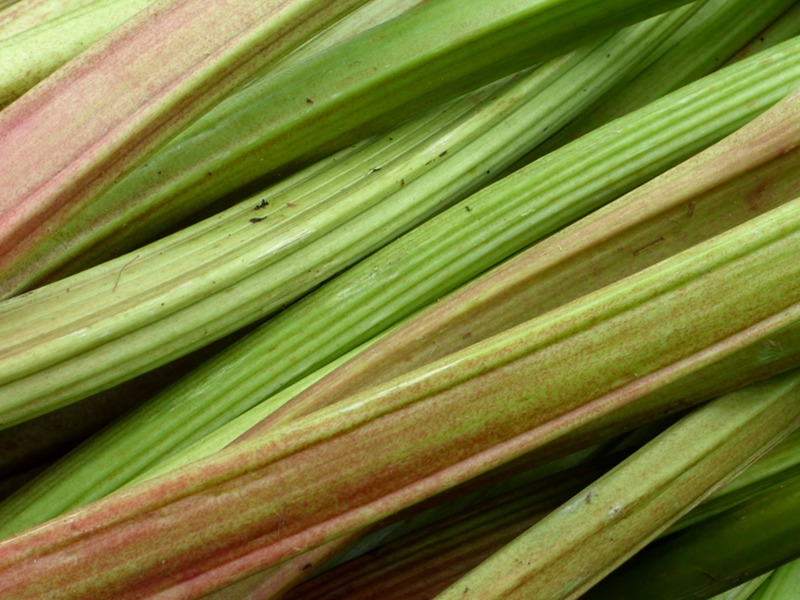 Rhubarbe bio utilisées dans les confitures de l'hotel ecolabel la Tonnellerie de Tavers dans le Loiret