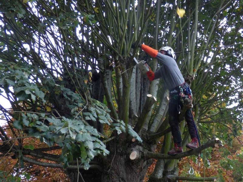 elagueur dans un des arbres de hotel ecolabel la tonnellerie de tavers pres de Beaugency