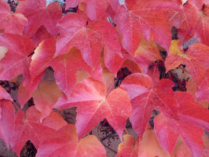 feuilles rouges à l'automne sur les murs de l'hotel la Tonnellerie de Tavers dans le val de loire