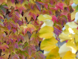 feuilles au couleurs automnales dans le jardin de l'hotel la Tonnellerie près du chateau de Chambord