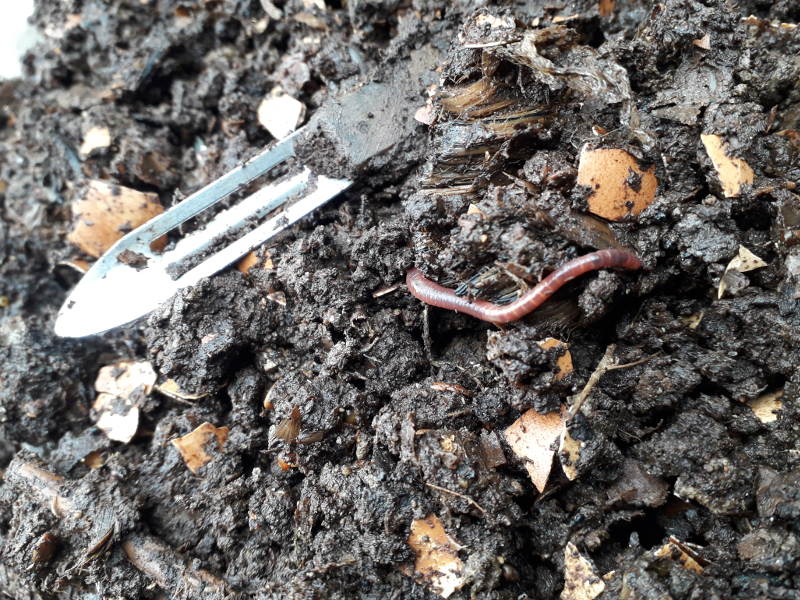 In the garden, earthworms do the work!