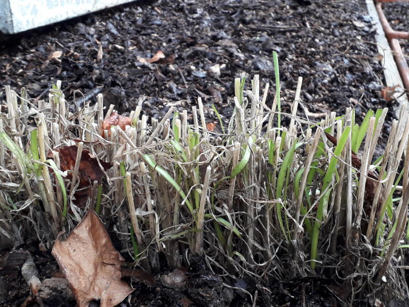 potager en permaculture pendant l'hiver à l'hotel écolabel la Tonnellerie entre Orléans et Blois