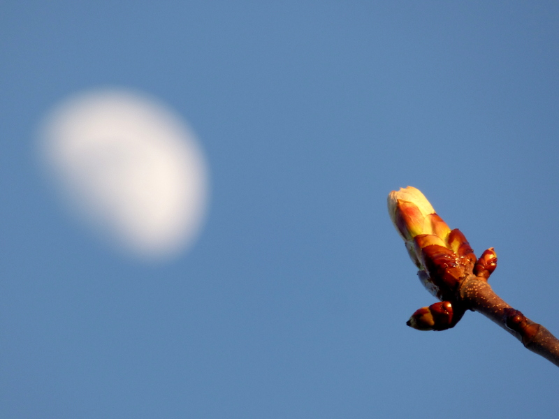 bourgeon de marronier et lune dans le ciel du jardin de hotel ecolabel tonnellerie près du chateau de chambord