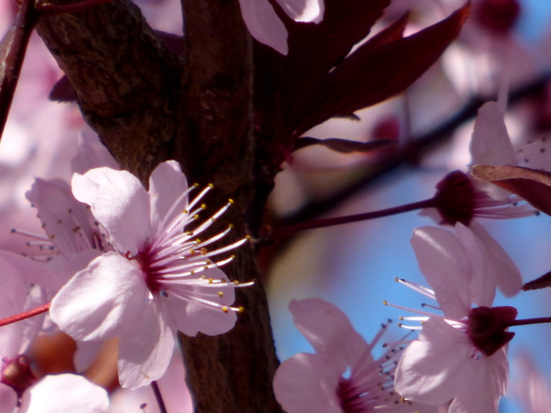 Arrivée du Printemps au jardin!