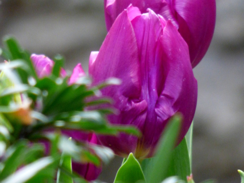 Tulipes dans la jardin de l'hotel ecolabel la TOnnellerie de Tavers près de Beaugency