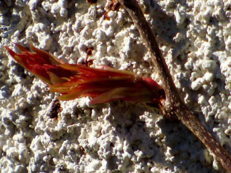 bourgeon éclos de vivne vierge sur les murs de hotel la Tonnellerie entre Orléans et Blois dans le Loiret