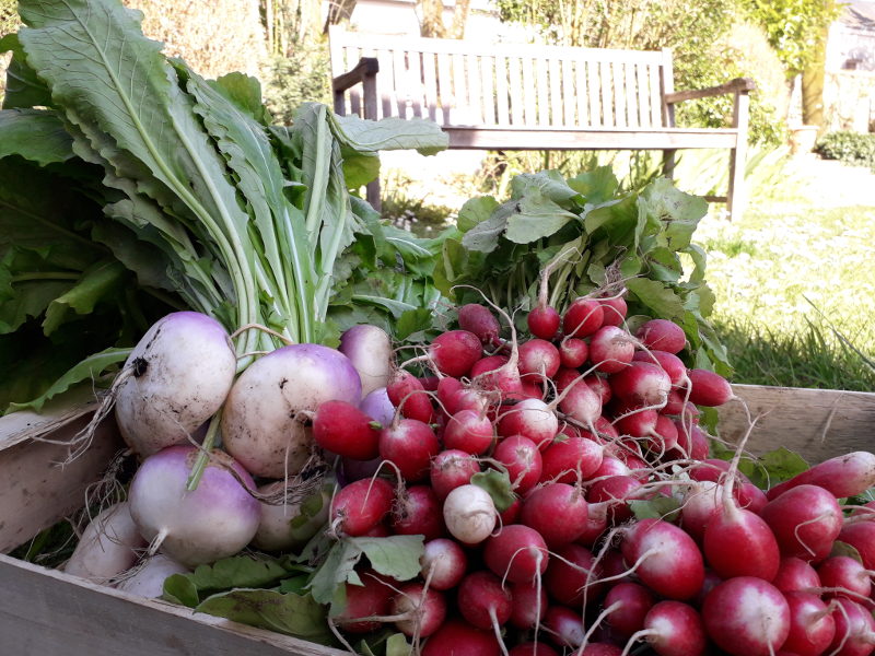 légumes bio de saison cuisinés à l'hotel ecolabel la Tonnellerie de Tavers près de Chambord