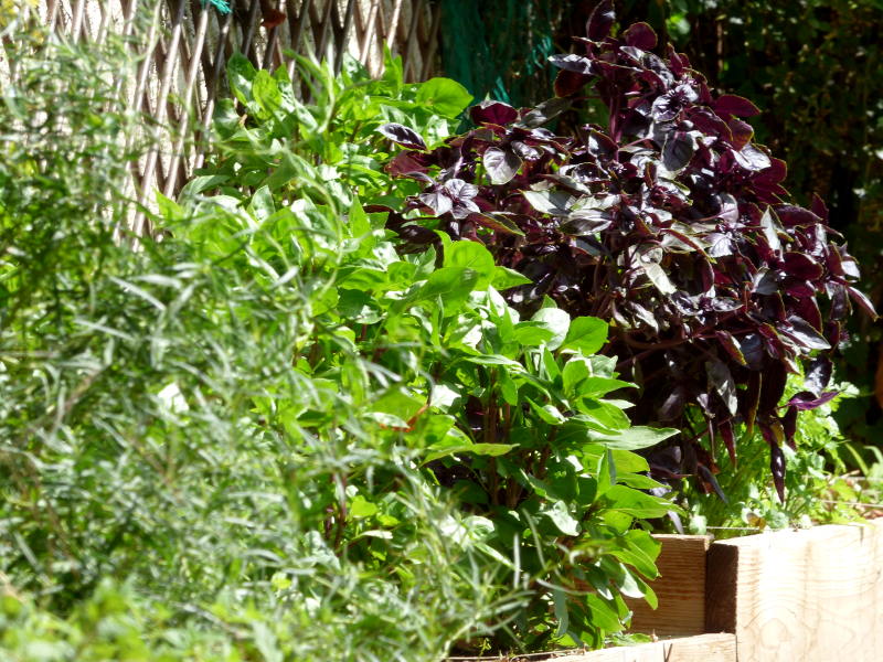 De la graine à la feuille, du jardin à l’assiette!