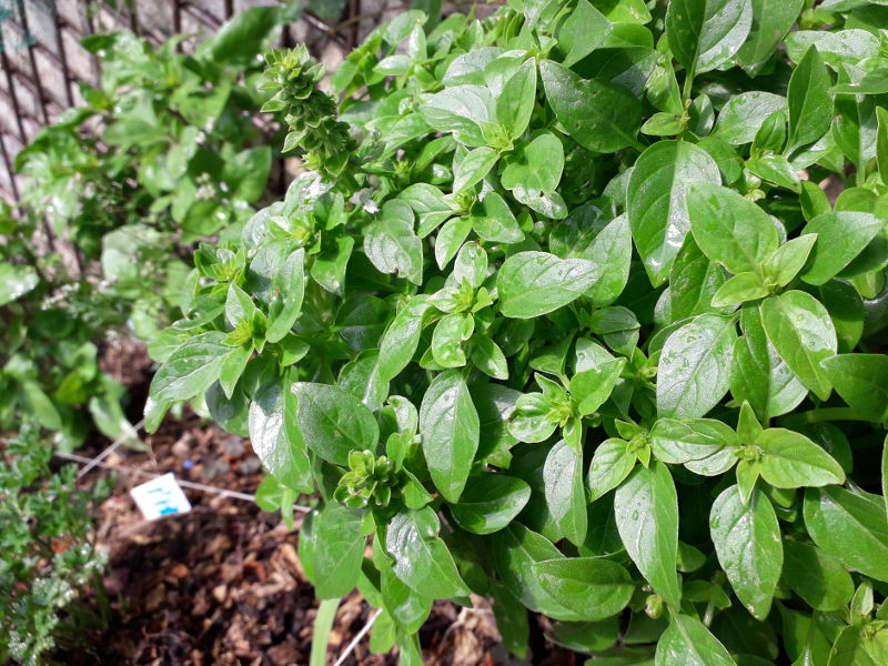 pied de basilic dans le jardin de hotel ecolabel la tonnellerie dans le val de loire