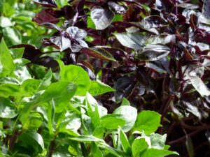 basilic dans le jardin herbes aromatiques de hotel ecolabel la tonnellerie dans la région des chateaux de la loire