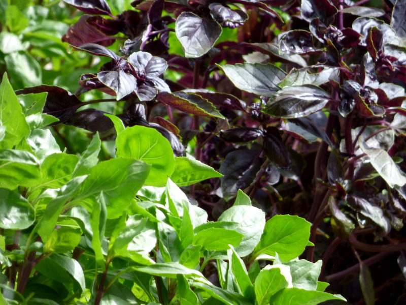 basilic dans le jardin herbes aromatiques de hotel ecolabel la tonnellerie dans la région des chateaux de la loire