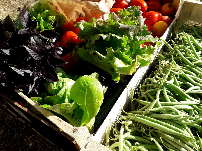 légumes bio de la ferme des Perrières dans le jardin de hotel la tonnellerie dans le Val de Loire