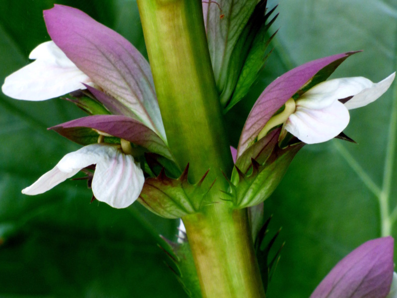 Fleur d'acanthe près de la terrasse de hotel ecolabel la Tonnellerie près du CHateau de Chambord entre Orléans et Blois