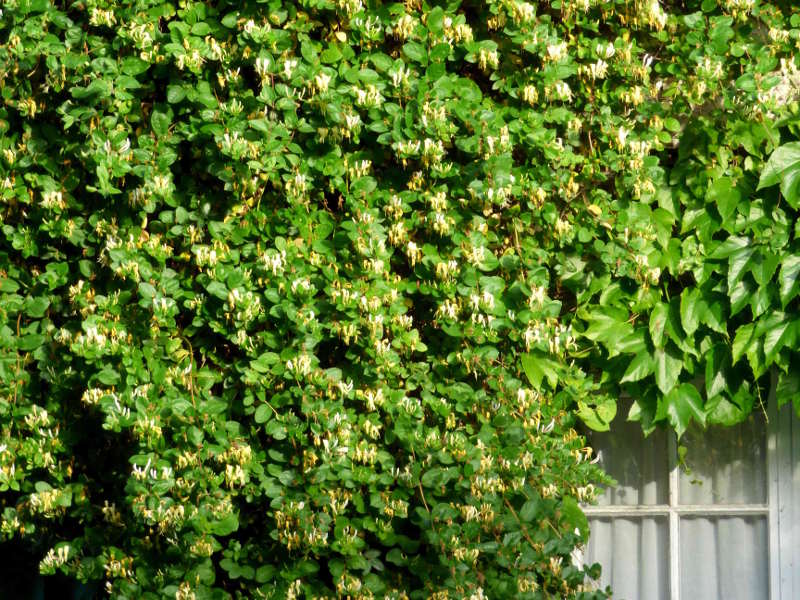 Chevrefeuille en fleurs auprès de la terrasse de hotel la Tonnellerie de Tavers près de Beaugency dans le Val de Loire