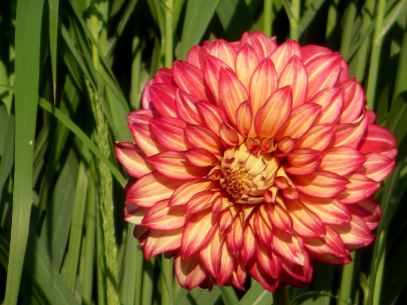 Fleur de dahlia dans le jardin de hotel la Tonnellerie dans la région Centre Val de Loire