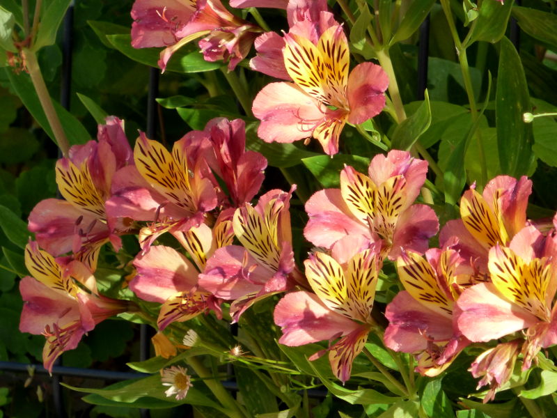 Massif de fleurs dans le jardin de hotel ecolabel la Tonnellerie près du chateau de Chambord dans le Loiret