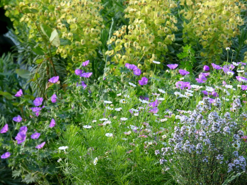 Massif de fleurs auprès de la piscine de hotel la Tonnellerie dans le Val de Loire entre Orléans et Blois