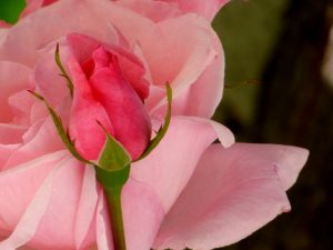 rose dans le jardin de hotel la tonnellerie de tavers près de Beaugency dans le Loiret
