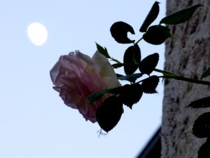 Rose devant la lune depuis le jardin de l'hotel ecolabel la Tonnellerie dans le Val de Loire