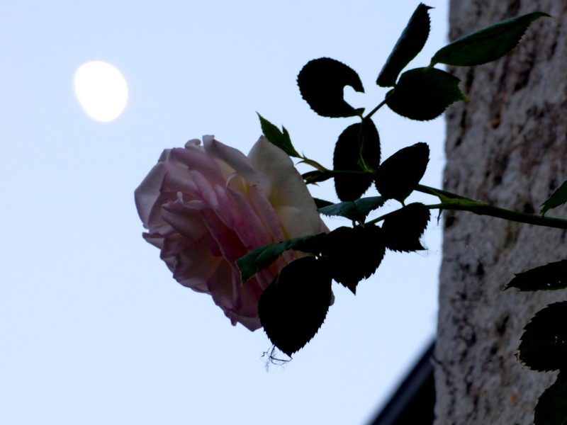 Rose devant la lune depuis le jardin de l'hotel ecolabel la Tonnellerie dans le Val de Loire 