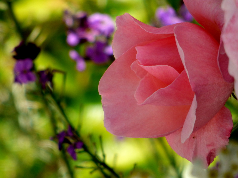 Heart in the kitchen… but also in the garden!