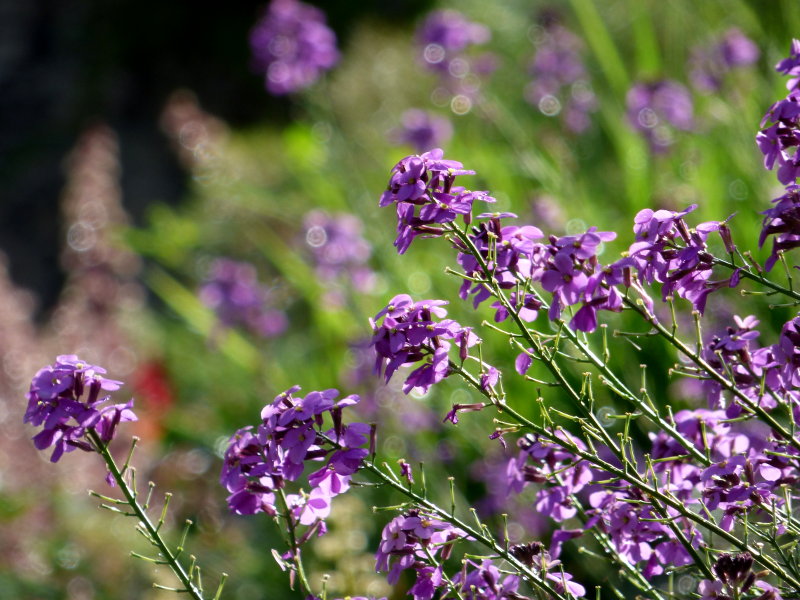 Fleurs dans le jardin de l'hôtel écolabel la Tonnellerie entre Orléans et Blois