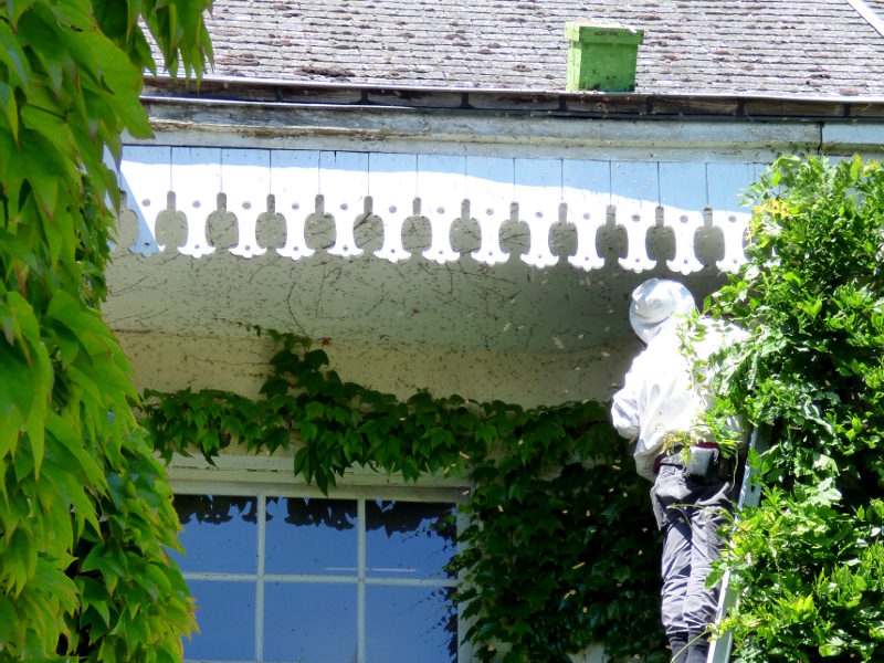 récupération d'un essaim d'abeilles à hotel la Tonnellerie