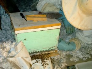 Les abeilles rejoignent la Reine à l'intérieur de la ruche temporaire