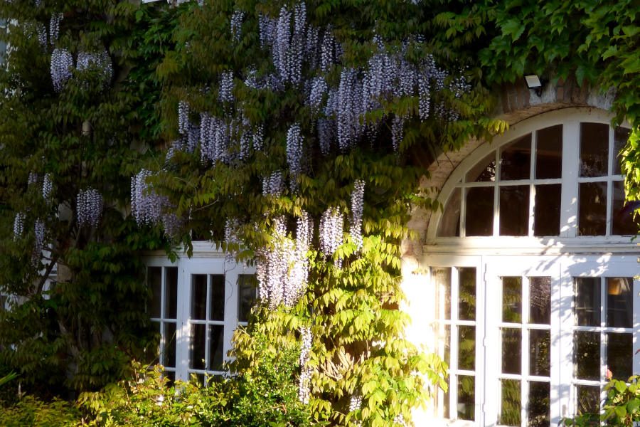 Glycine sur les murs de l'hôtel la Tonnellerie