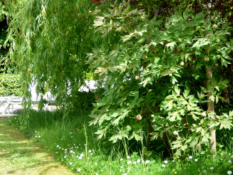 La pivoine est en bourgeon sur la droite de la photo, la tonte différenciée permet de favoriser la biodiversité au jardin de l'hôtel la Tonnellerie près du Chateau de Chambord